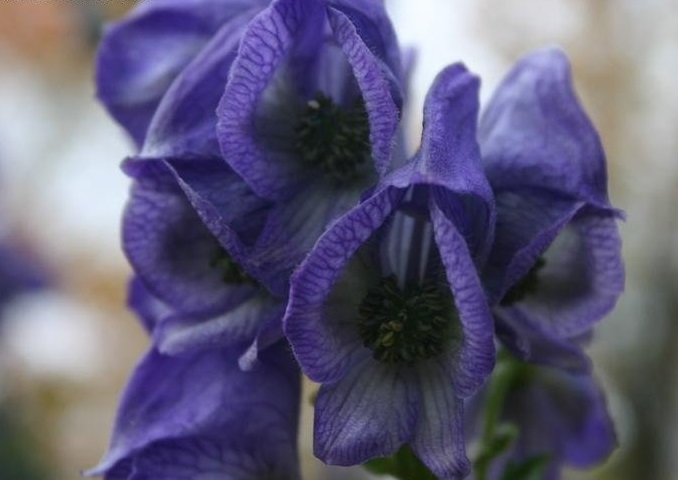 Aconitum, Carmichaels Monkshood, Wolfbane Arendsii