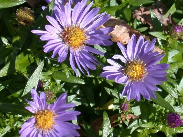Symphyotrichum, Bushy Aster, Rice Button Aster Woods Blue
