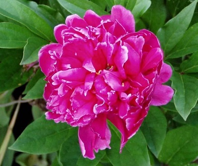 Chinese Peony, Garden Peony Felix Crousse