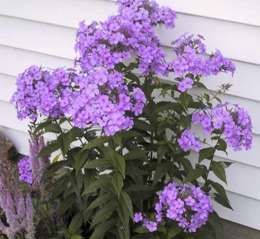 Phlox, Garden Phlox Blue Paradise