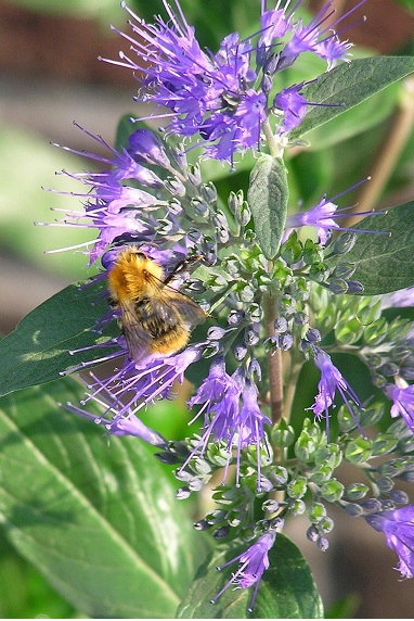 Caryopteris, Bluebeard, Blue Mist Spirea Grand Bleu