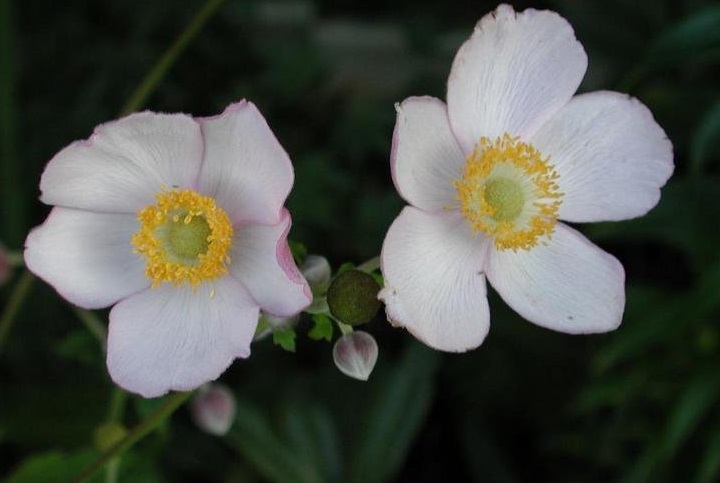 Eriocapitella, Japanese Windflower, Japanese Anemone, Japanese Thimbleflower September Charm