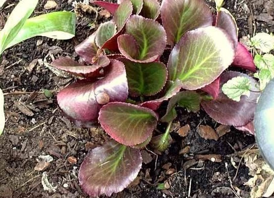 Bergenia, Pigsqueak Bressingham Ruby