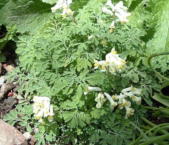 Pseudofumaria Species, Fumewort, White Corydalis