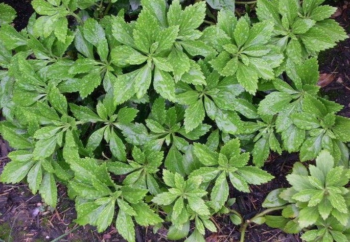 Japanese Spurge, Pachysandra Green Carpet