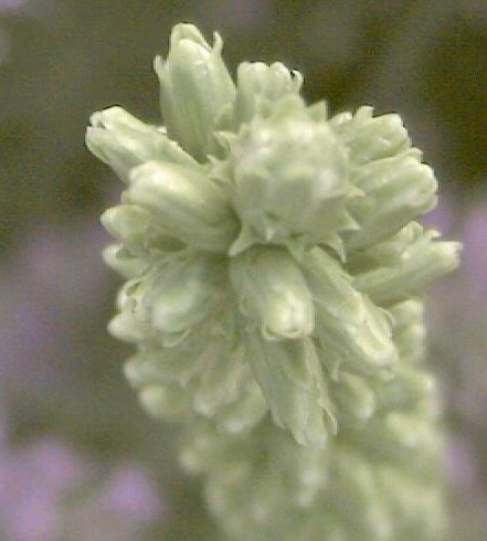 Gayfeather, Blazing Star, Button Snakeroot Alba