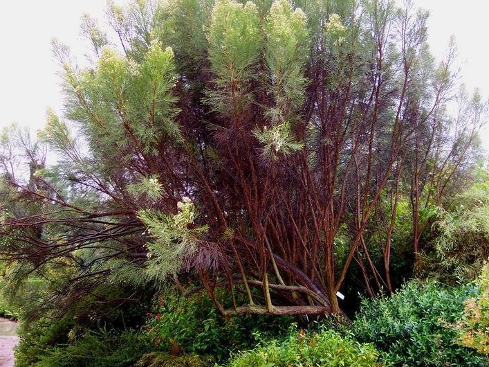 Baccharis Species, Desert Broom, Greasewood, Groundsel, Rosin-Brush