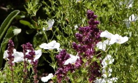 Salvia, Meadow Sage, Violet Sage, Woodland Sage Pusztaflamme
