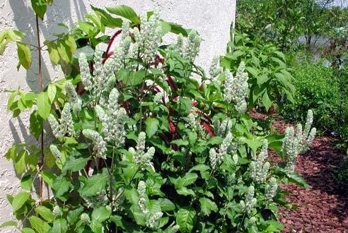 Justicia Species, Squirrels Tail, White Shrimp Plant