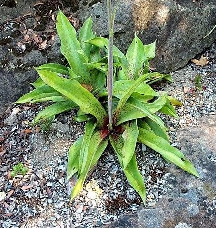 Agave Species, Manfreda Agave, Rattlesnake Master, Hauco, Amole