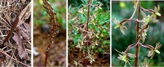 Species Orchid, Cranefly Orchid, Crippled Crane Fly Orchid, Tipularia