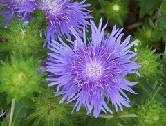 Stokesia, Cornflower Aster, Stokes' Aster, Stokes Aster 'Peachie's Pick'
