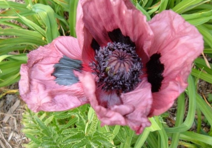 Papaver, Oriental Poppy, Perennial Poppy Pattys Plum