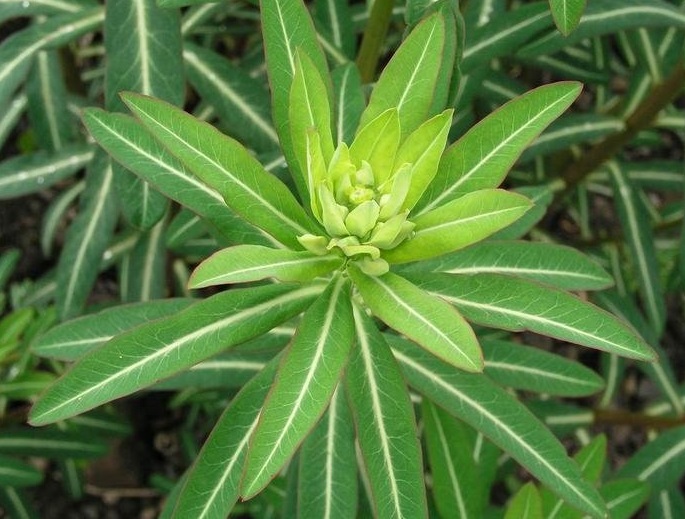 Euphorbia Species, Honey Spurge