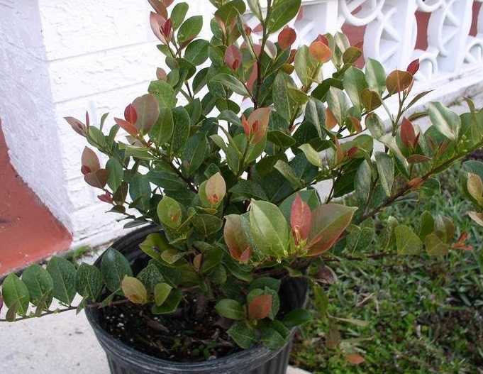 Cocoplum Red Tip