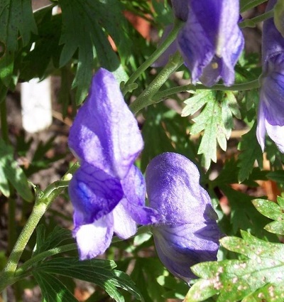 Aconitum, Monkshood Spatlese