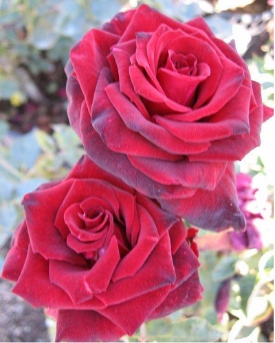 Hybrid Tea, Florists Rose Black Baccara
