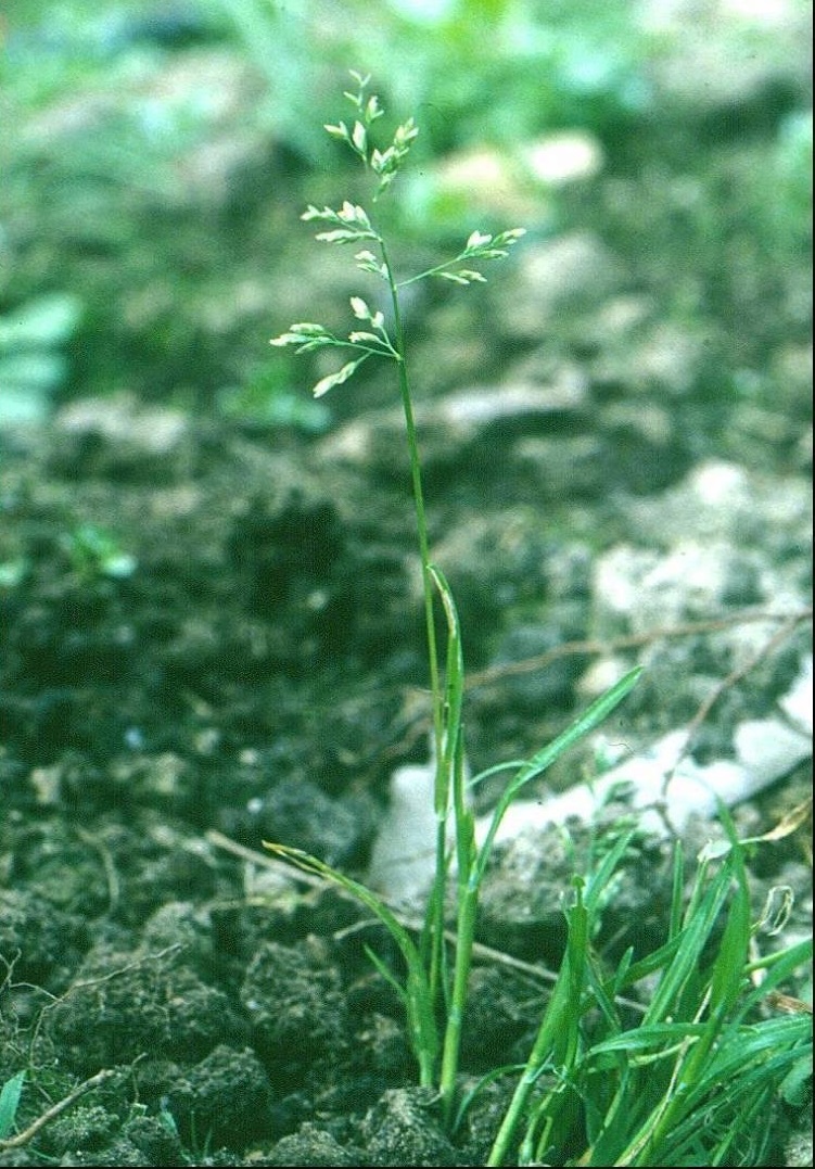 Annual Meadow-grass