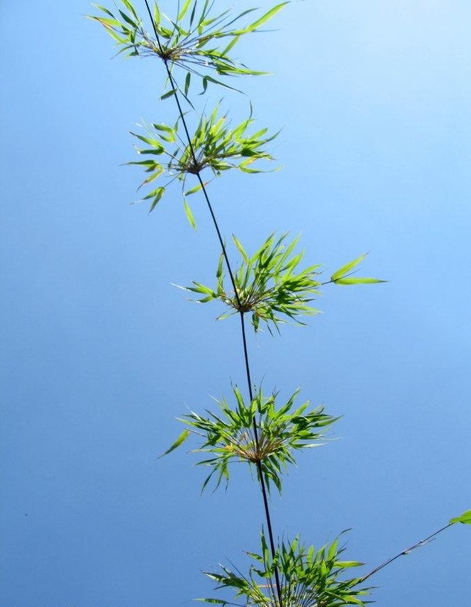 Chusquea Species, Clumping Bamboo, Pittieri Bamboo