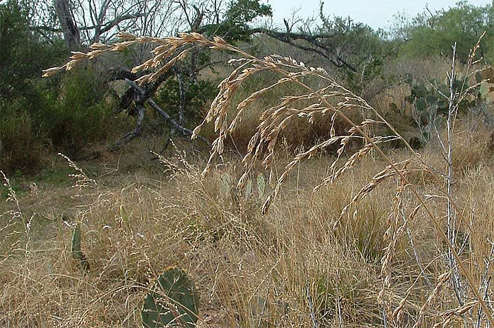 Texasgrass