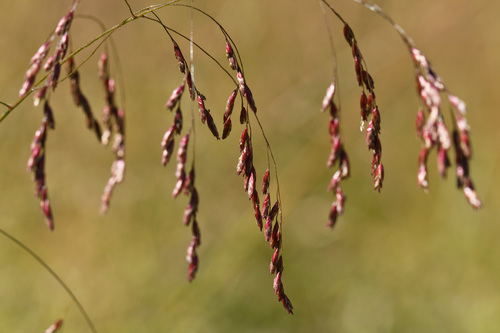 Buckleys Fluffgrass