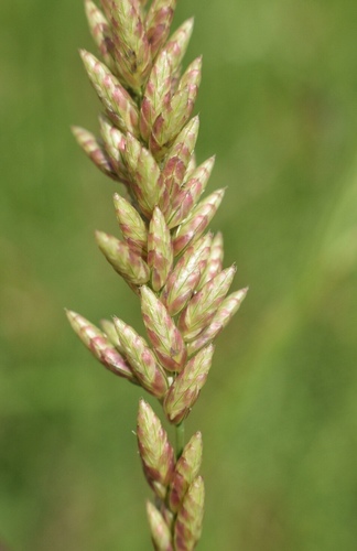 Pink Fluffgrass