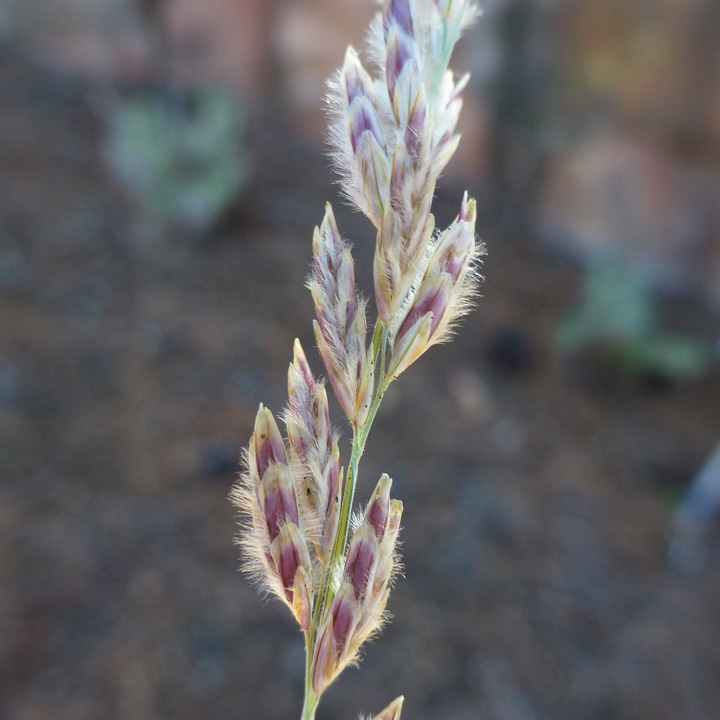 Lovegrass Tridens