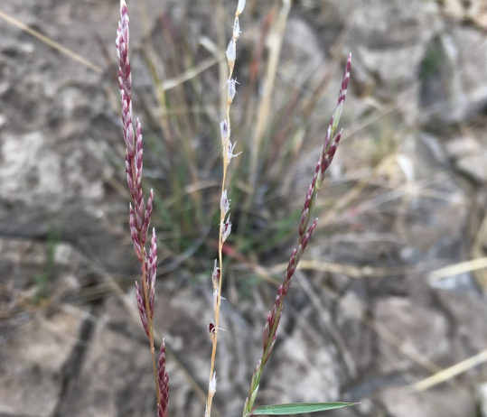 Slim Tridens Tridens muticus var. elongatus
