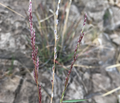 Slim Tridens Tridens muticus var. elongatus