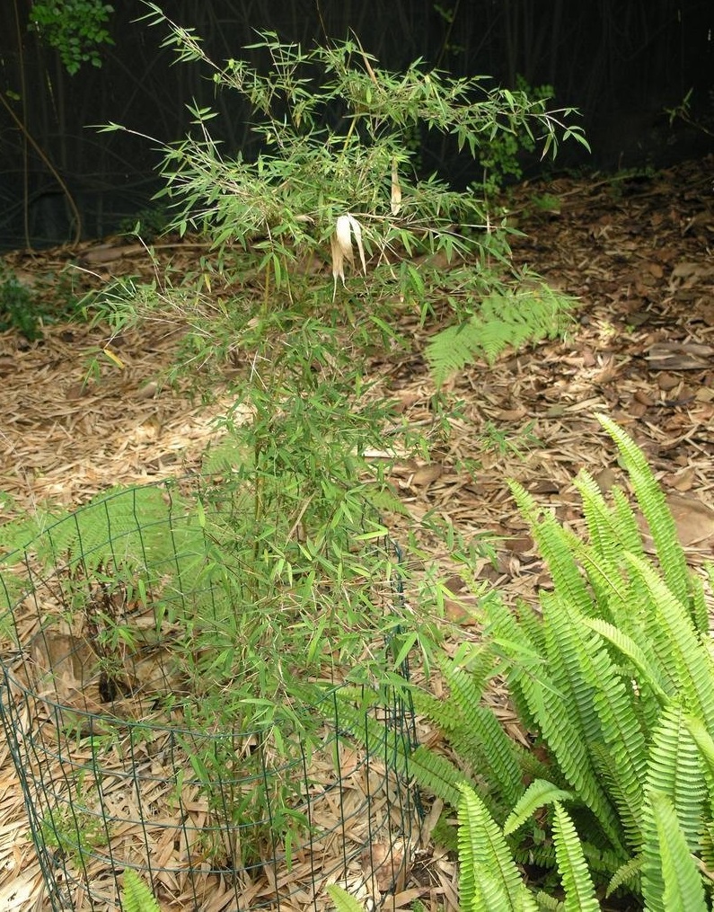 Fargesia Species, Borinda Bamboo