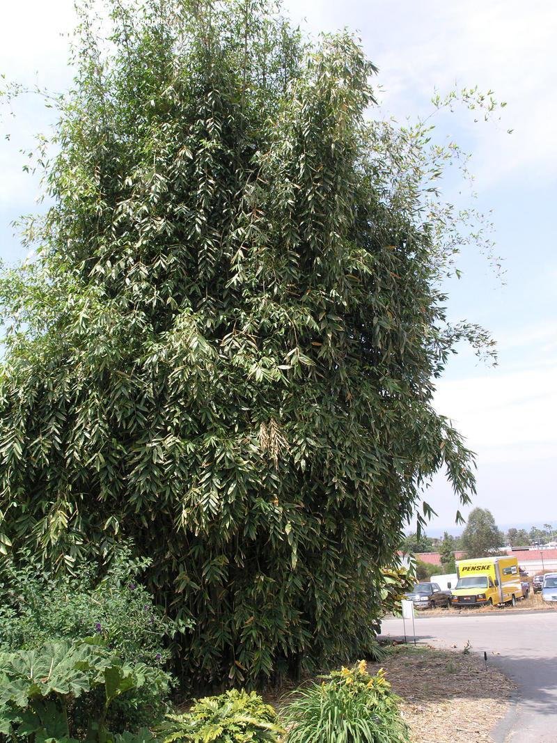 Dendrocalamus Species, Ghost Bamboo, White Bamboo