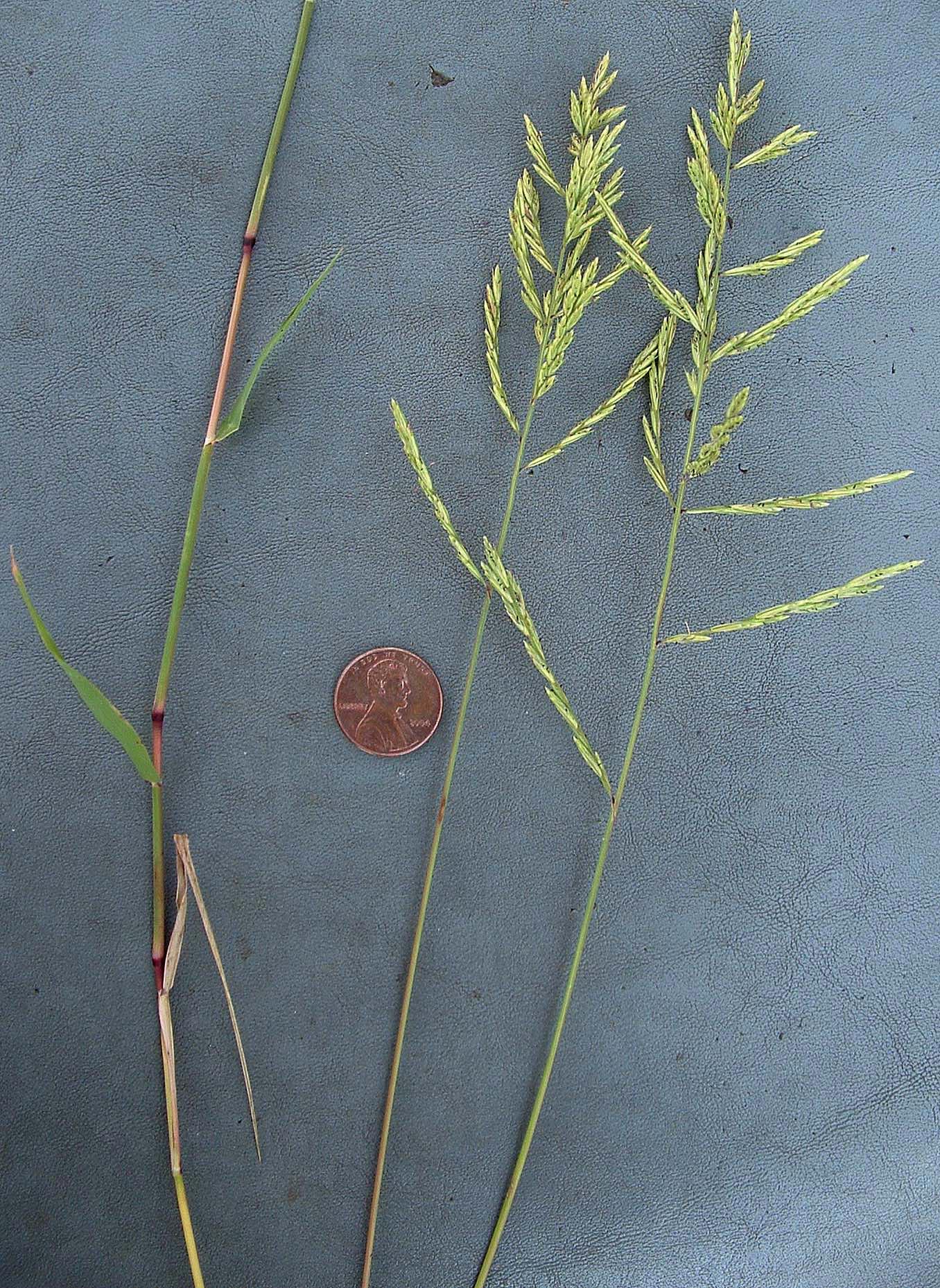 Silveus Grass