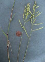Silveus' Grass