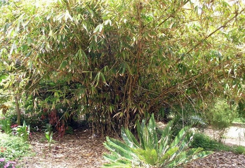 Gigantochloa Species, Tenacious Bamboo, Tropical Bamboo