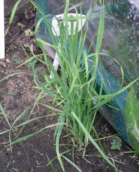 Lamarckia Species, Goldentop