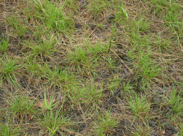 American Fiveminute Grass