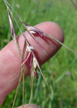 Purple Needlegrass