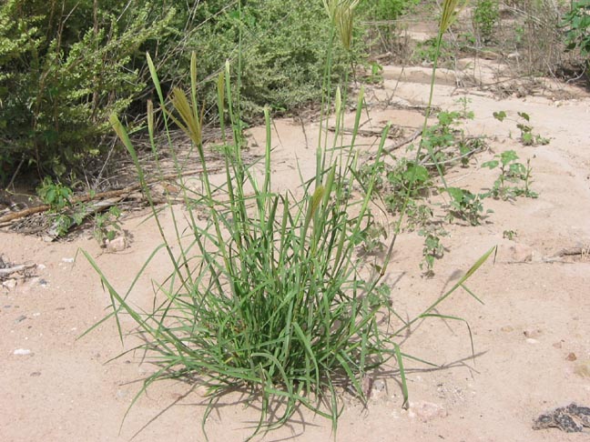 False Rhodes Grass