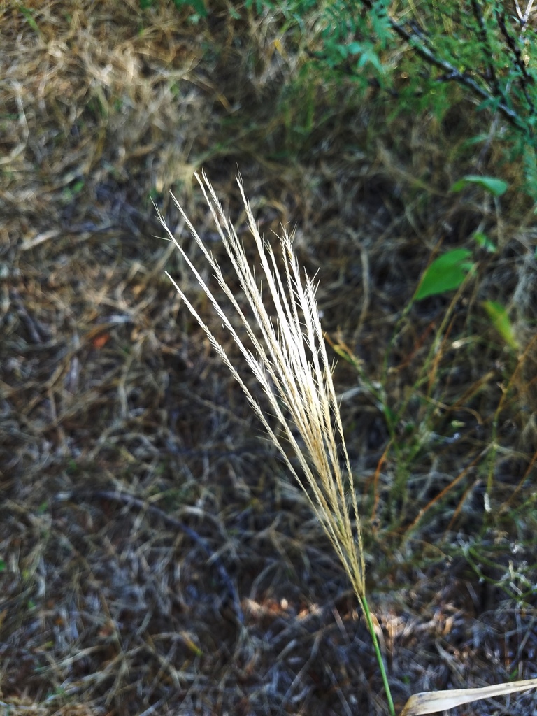 Multiflower False Rhodes Grass