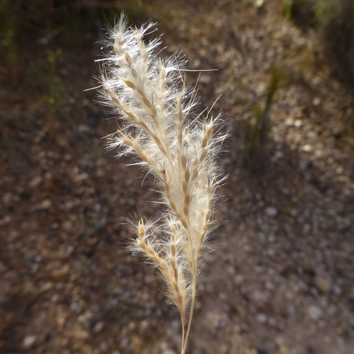 Silver Beard Grass, Silver Bluestem
