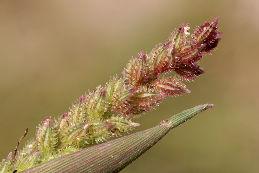 Spiked Burr Grass