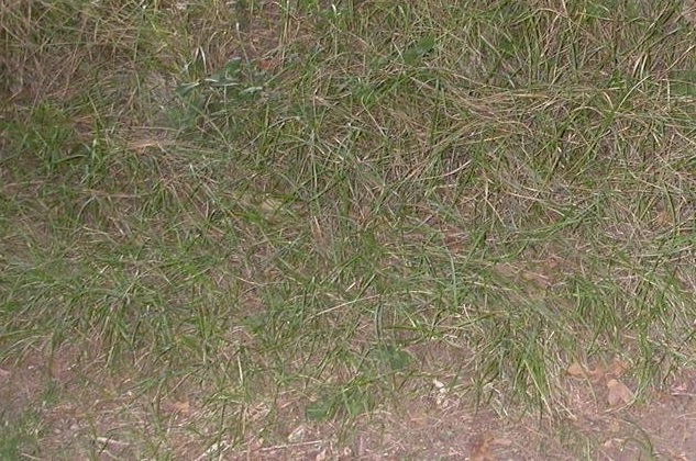 Texas Blue Grass