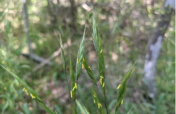 Texas Brome