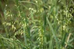 Zizania Species, Texas Wildrice