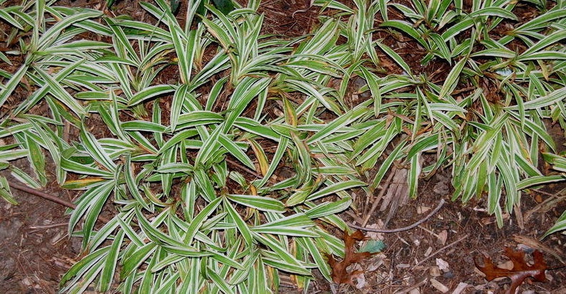 Sedge Treasure Island