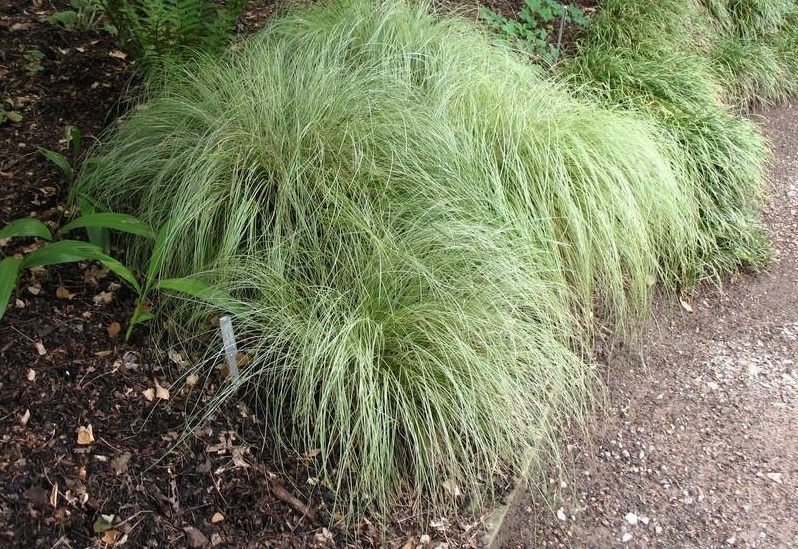 Striped Japanese Sedge Silk Tassel