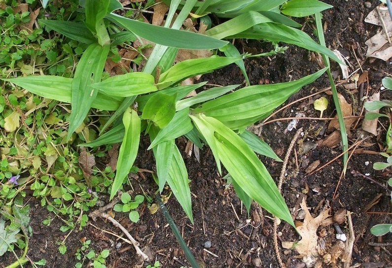 Carex Species, Plantain-Leaved Sedge, Seersucker Sedge