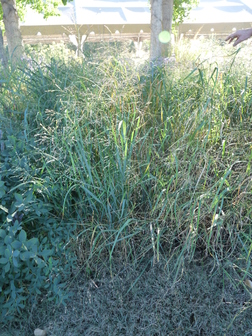 Switch Grass, Wand Panic Grass Trailblazer