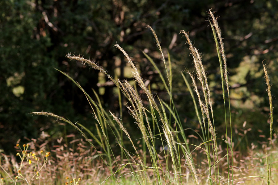 Stipa Species, Littleawn Needlegrass, Sleepy Grass