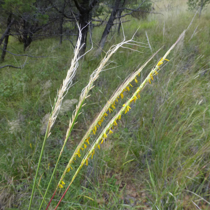 Trachypogon Species, Spiked Crinkleawn